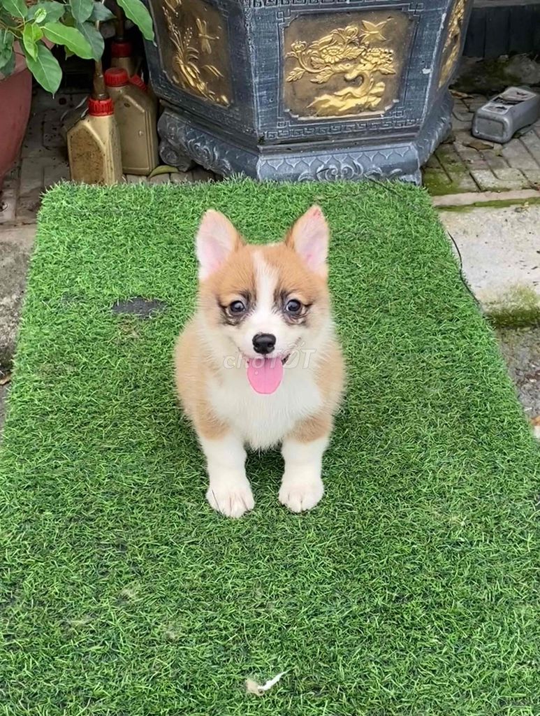 Chó Corgi cái vừa bán vừa tặng. Mua bán Chó tại Quận Bắc Từ Liêm Hà Nội được đăng bởi Vương duy Tú hình 1