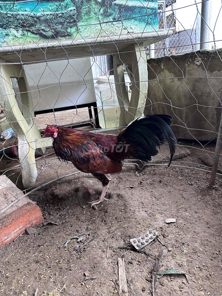 vàng  1.3kg 6-7 tháng. Mua bán Gà tại Huyện Càng Long Trà Vinh được đăng bởi vo minh hien hình 1