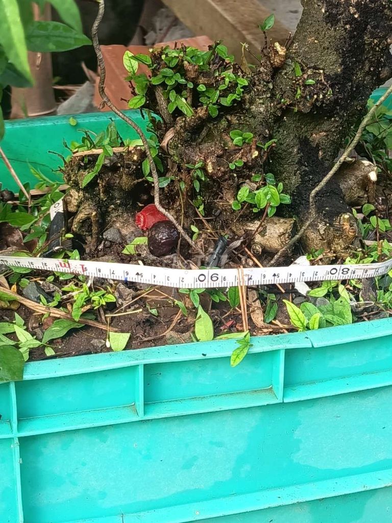 Mai chiếu thủy Nu xù lá to 25-30cm. Mua bán Cây cảnh, đồ trang trí tại Thành phố Thuận An Bình Dương được đăng bởi mai tuan hình 1