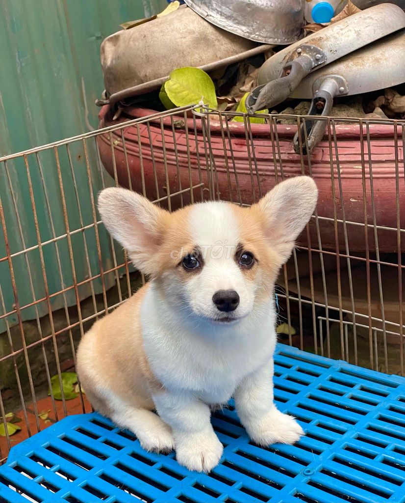 Chó Corgi Vàng trắng, Đen trắng đã tiêm phòng. Mua bán Chó tại Huyện Thanh Trì Hà Nội được đăng bởi Nguyễn Longg hình 1