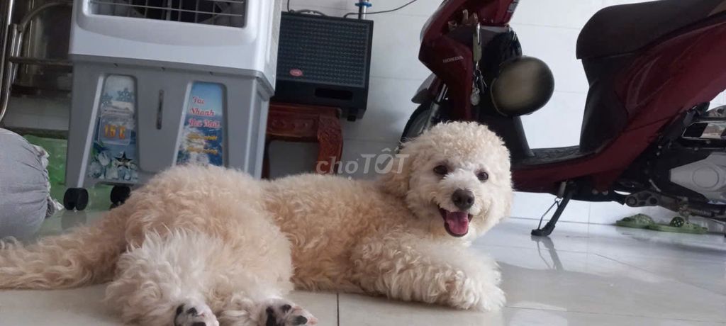 Chủ bận ko chăm được tìm chủ mới