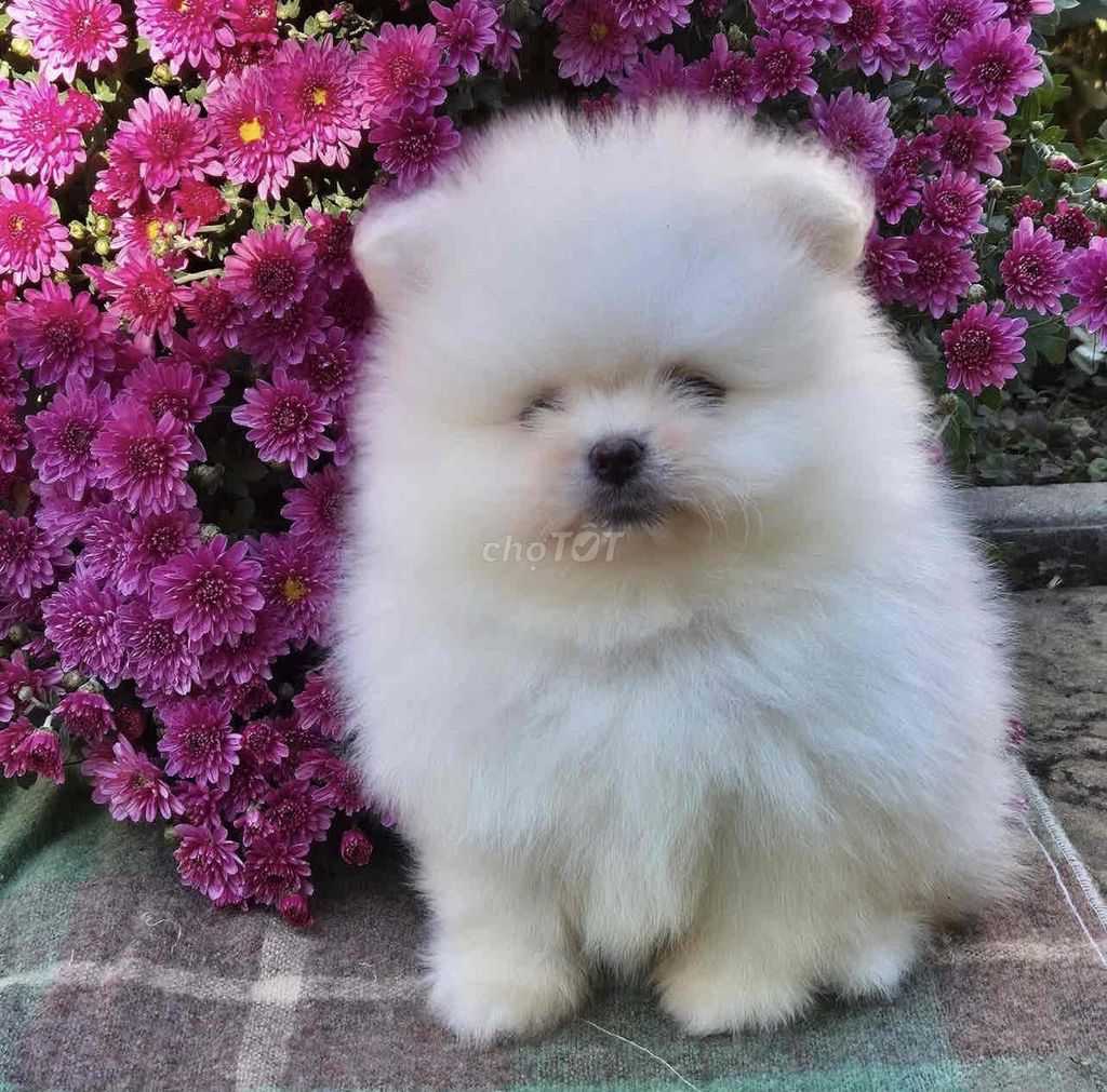 Chó Phốc Sóc trắng đã tiêm. Mua bán Chó tại Thành phố Qui Nhơn Bình Định được đăng bởi Chaien Pet Shop hình 1