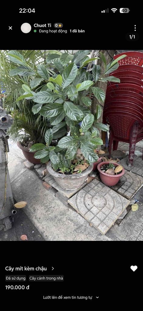 Cây mít kèm chậu. Mua bán Cây cảnh, đồ trang trí tại Quận Tân Bình Tp Hồ Chí Minh được đăng bởi Chuot Ti hình 1