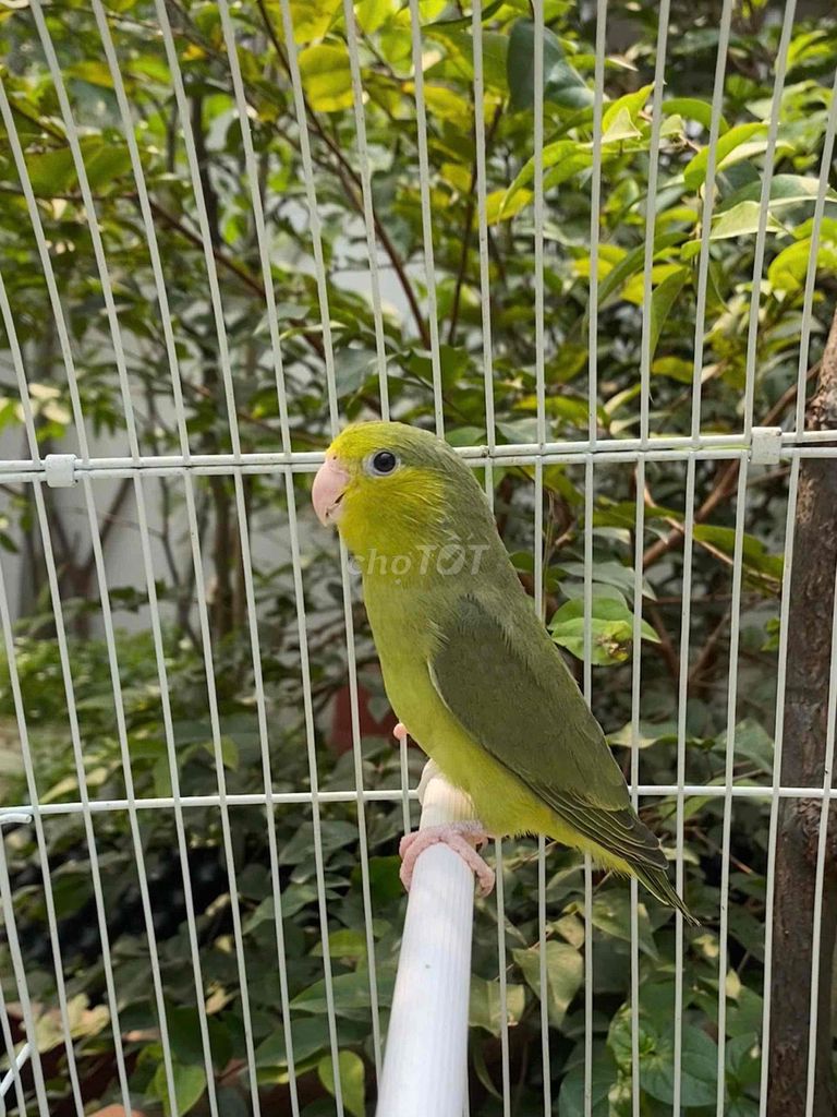 Vẹt Parrotlet mái tơ