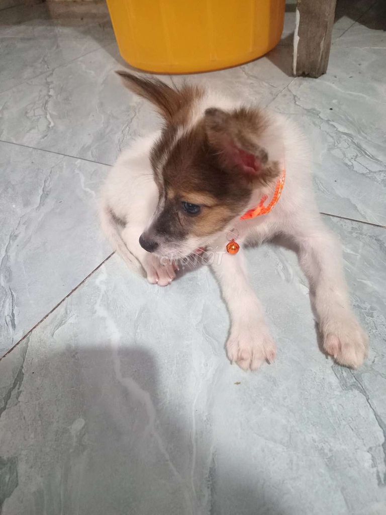 Chó Nhật lai. Mua bán Chó tại Huyện Châu Thành Kiên Giang được đăng bởi Dyy MiNhon hình 1