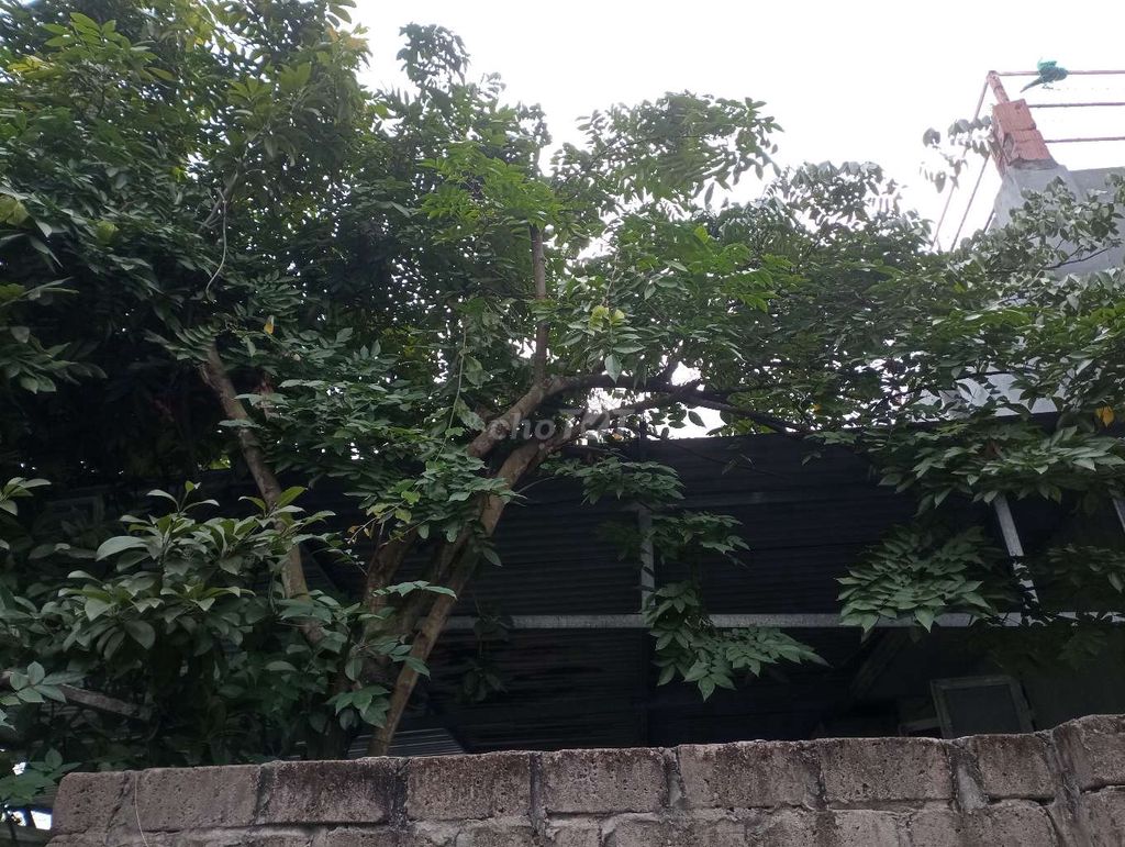 Cây cảnh Khế chua gốc to. Mua bán Cây cảnh, đồ trang trí tại Huyện Thuỷ Nguyên Hải Phòng được đăng bởi doan tuan hình 1