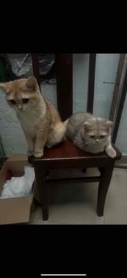 cả cặp Mèo Anh lông ngắn Trắng kem
