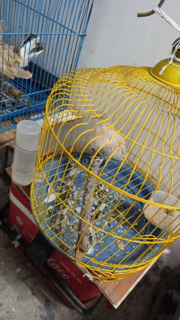 Chim cu gáy Pháp non 1 cặp. Mua bán Chim tại Huyện Tiên Du Bắc Ninh được đăng bởi Quang hình 1