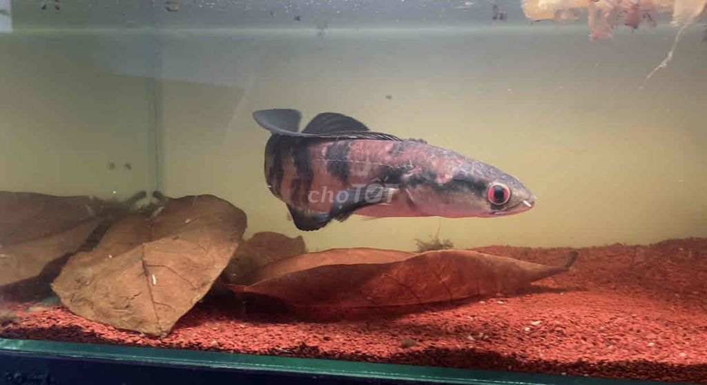 BánMua thuCá săn mồi cá lóc cá rồng các dòng cá. Mua bán Thú cưng khác tại Quận Bình Tân Tp Hồ Chí Minh được đăng bởi Mê Cá hình 1