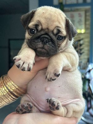 Chó Pug nâu vàng 2 tháng tuổi