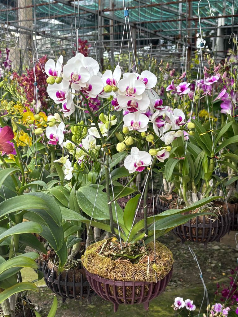 Cây cảnh Hoa lan Hồ Điệp. Mua bán Cây cảnh, đồ trang trí tại Quận 12 Tp Hồ Chí Minh được đăng bởi Kiều Vy Lê Thị hình 1