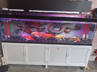 Hồ đẹp 60-2m thanh lý. Mua bán Thú cưng khác tại Quận Sơn Trà Đà Nẵng được đăng bởi Phước sỹ Mai