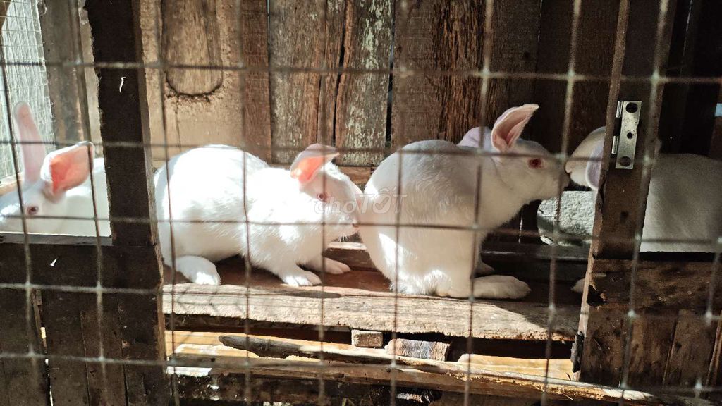 4 Thỏ Trắng hơn 2 tháng hơn 1kg. Mua bán Thú cưng khác tại Huyện Châu Thành Bến Tre được đăng bởi Huy hình 1