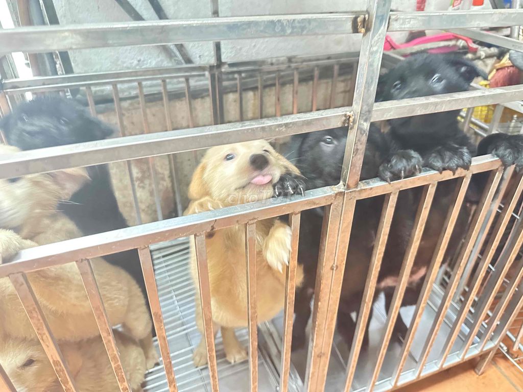 Chó mông Cộc lai Đen Bắc Hà 2 tháng. Mua bán Chó tại Quận Hoàng Mai Hà Nội được đăng bởi Nam Nguyễn hình 1