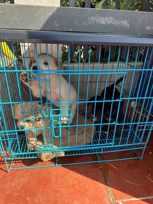 Chó Poodle lai Pug nhiều màu