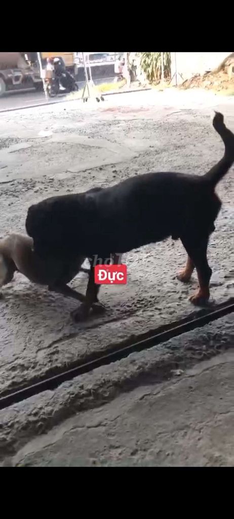 rottweile thuần chung. Mua bán Chó tại Thành phố Bà Rịa Bà Rịa - Vũng Tàu được đăng bởi thuy tran hình 1