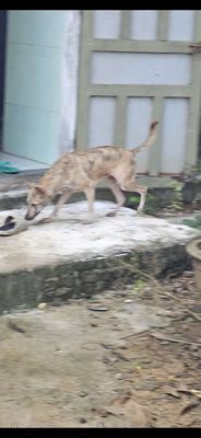 Chó Phú Quốc cái màu Vện