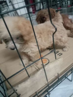 Chó Poodle Tiny Teacup(cha 1kg8 mẹ 2kg4 và mẹ 1kg6. Mua bán Chó tại Huyện Bình Chánh Tp Hồ Chí Minh được đăng bởi Hoang Minh Le