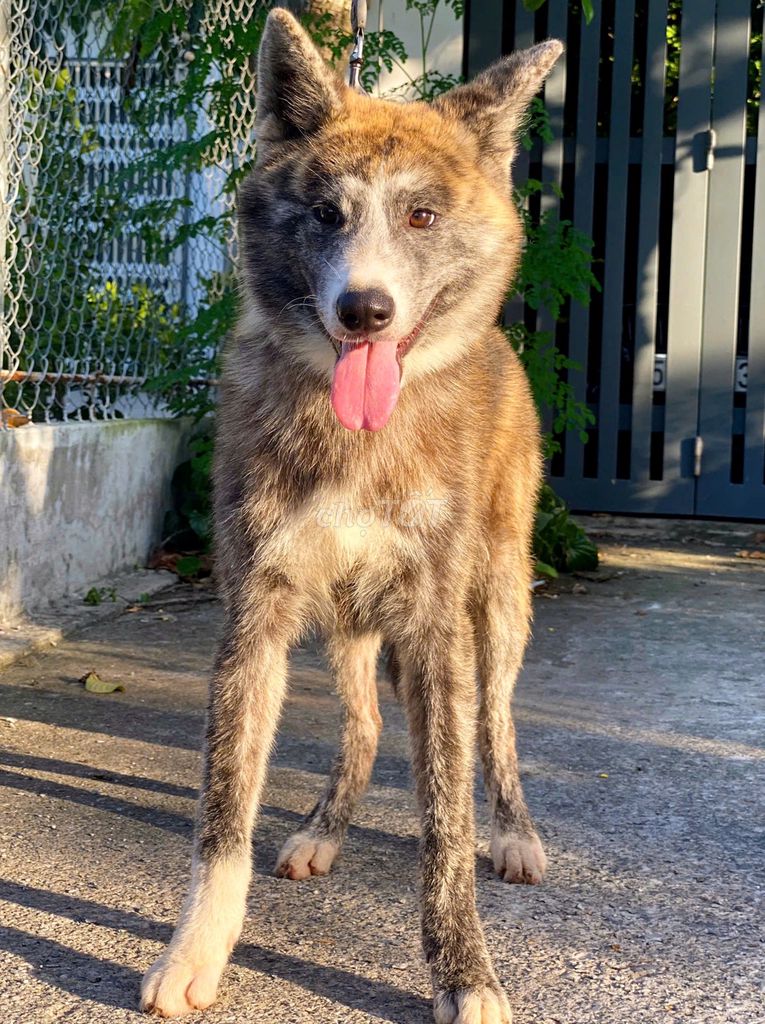 Chó Akita Inu cái 6 tháng Nâu vện. Mua bán Chó tại Quận 7 Tp Hồ Chí Minh được đăng bởi Ngân Anh hình 1