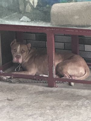 Pitpull màu vàng gần 1 tuổi ~30kg. Mua bán Chó tại Huyện Vĩnh Bảo Hải Phòng được đăng bởi Be Trong
