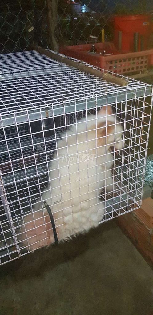 Phốc sốc cái. Mua bán Chó tại Huyện Bình Chánh Tp Hồ Chí Minh được đăng bởi Bình hình 5