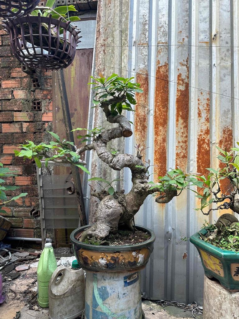 Lộc vừng Thuần chậu chậu thân to múp. Mua bán Cây cảnh, đồ trang trí tại Huyện Củ Chi Tp Hồ Chí Minh được đăng bởi nguyễn quốc Thắng hình 1