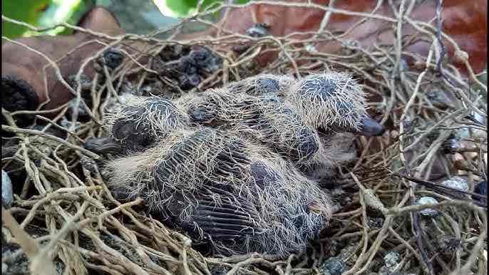 Tổ Chim Cu Vằn Non 2 Con. Mua bán Chim tại Huyện Bắc Tân Uyên Bình Dương được đăng bởi Sang Chim Cảnh Bình Dương  hình 1