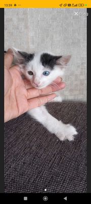 Mèo con rất lanh