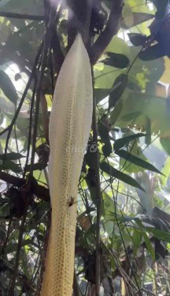 mật ong tiên phước. Mua bán Đồ ăn, thực phẩm và các loại khác tại Quận Thanh Khê Đà Nẵng được đăng bởi trịnh ký linh hình 1