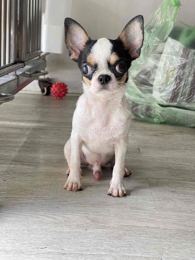 🇻🇳 Chihuahua đực giống size mini giá mềm ❤️‍🔥