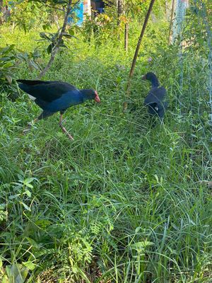 cần bán cập trích cồ trống máy. Mua bán Chim tại Huyện Trần Văn Thời Cà Mau được đăng bởi chuyên mua bán 