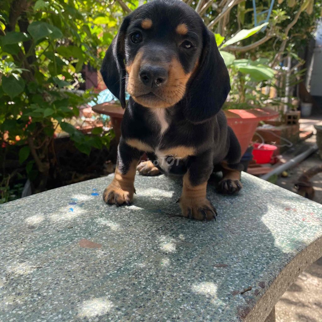 Chó lạp xưởng đen vàng 2 tháng đã tiêm. Mua bán Chó tại Huyện Hòa Thành Tây Ninh được đăng bởi Trần Thanh Tâm hình 1