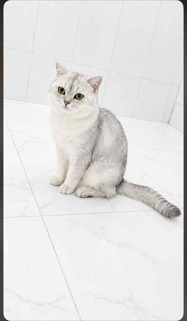 Mèo Munchkin 10 tháng Trắng xám đã thiến. Mua bán Mèo tại Thành phố Nha Trang Khánh Hòa được đăng bởi Wuannn Nguyễn hình 1