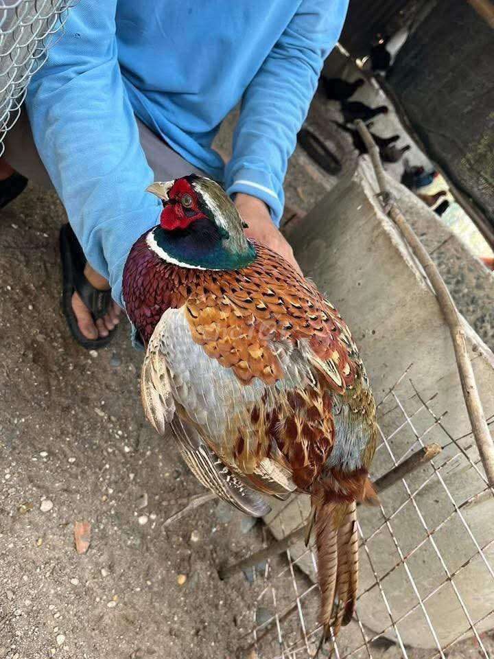 Chim bồ câu Pháp sắp đẻ. Mua bán Chim tại Quận Long Biên Hà Nội được đăng bởi tổng kho sỉ hình 1