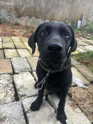 Chó Labrador đực 6 tháng tuổi. Mua bán Chó tại Quận Cẩm Lệ Đà Nẵng được đăng bởi Dương Nguyễn