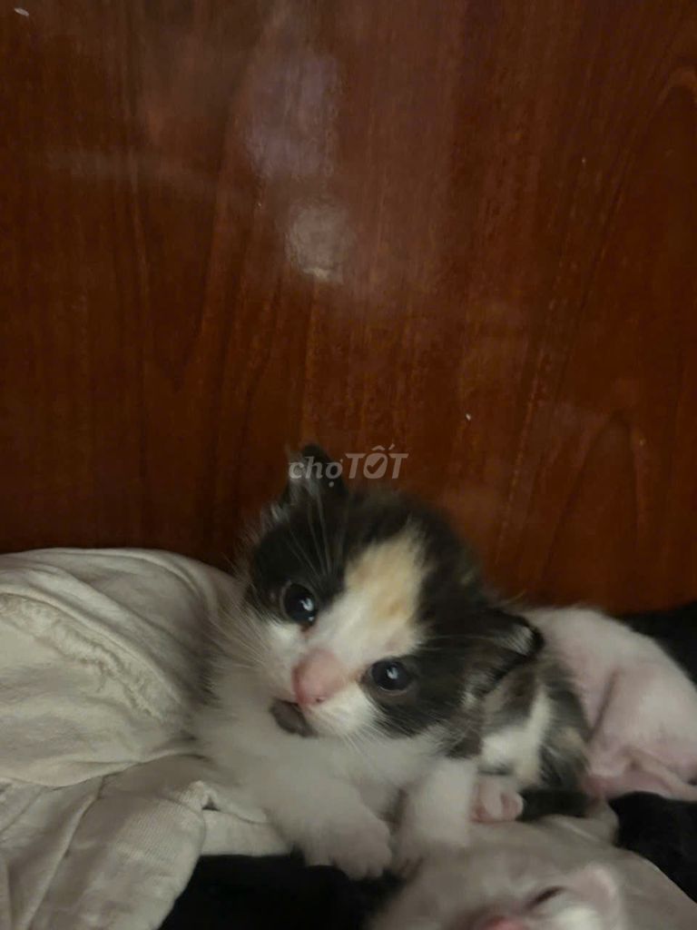 Mèo con Trắng Đen Vàng Cả hai. Mua bán Mèo tại Quận 7 Tp Hồ Chí Minh được đăng bởi Bùi Tấn Nhất hình 1