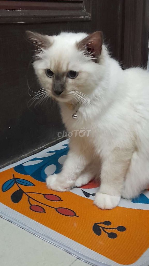 Mình cần bán GẤP bé ragdoll ạ