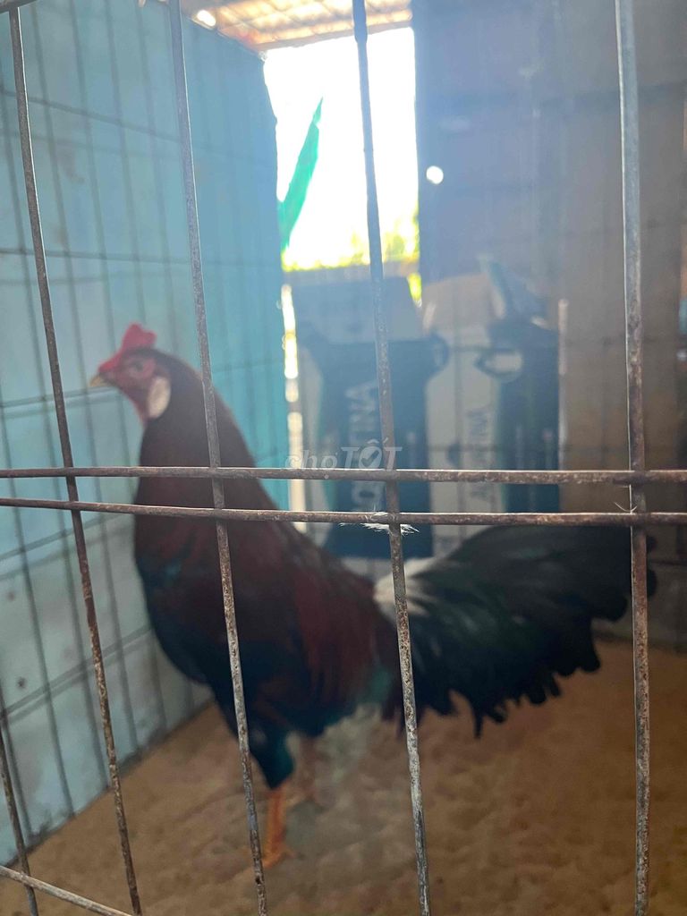 Gà chọi Điều Thái Mỹ 2k7 trạng lên nhiều. Mua bán Gà tại Quận 10 Tp Hồ Chí Minh được đăng bởi Tuấn hình 1