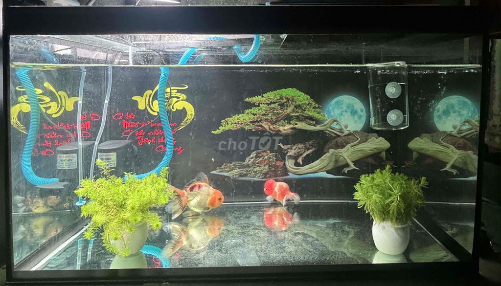 Hồ cá Kính 75x35x35 cm. Mua bán Phụ kiện, Thức ăn, Dịch vụ tại Thị xã Bến Cát Bình Dương được đăng bởi Thư Trth hình 1