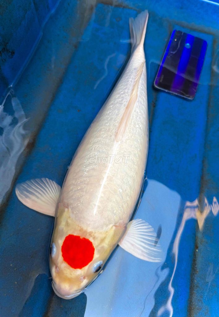 Cá Koi Tancho 47cm to khủng. Mua bán Thú cưng khác tại Thành phố Thủ Đức Tp Hồ Chí Minh được đăng bởi Nguyen Sang hình 1
