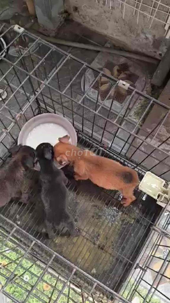 bán chó phốc. Mua bán Chó tại Huyện Thọ Xuân Thanh Hóa được đăng bởi Anh tuấn hình 1