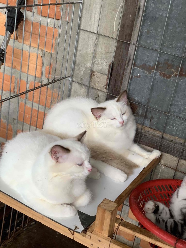 mèo Ragdool thuần