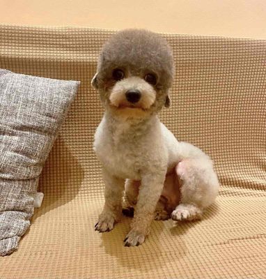 Tìm đực xám trưởng thành size nhỏ. Mua bán Chó tại Quận 4 Tp Hồ Chí Minh được đăng bởi SHOP PET520