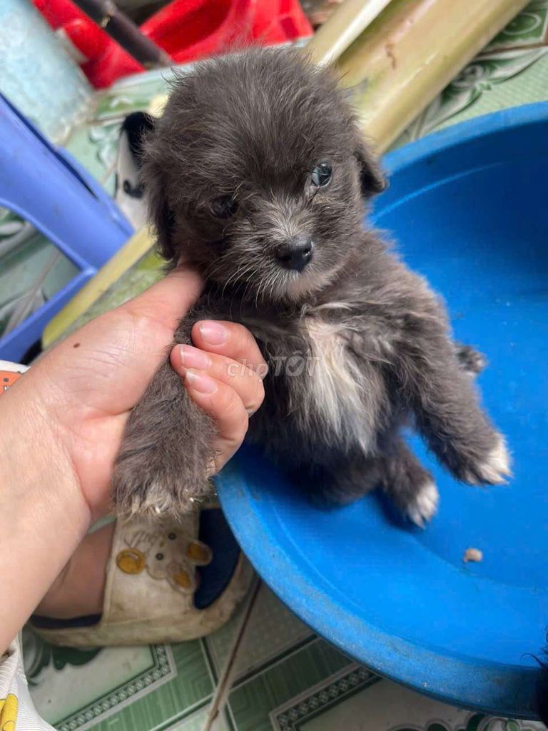 Chó Poodle Cái Đen, Xám 1.5 tháng. Mua bán Chó tại Huyện Củ Chi Tp Hồ Chí Minh được đăng bởi Hải Dương hình 1