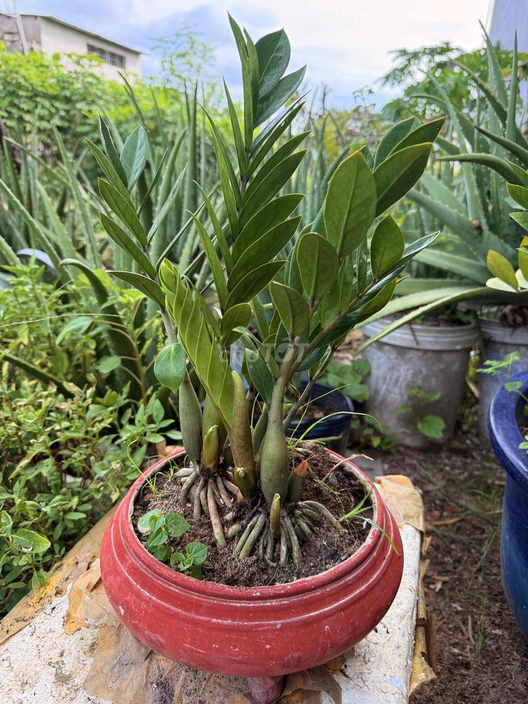 cây kim tiền cực tốt cho phong thuỷ,. Mua bán Cây cảnh, đồ trang trí tại Thành phố Thủ Đức Tp Hồ Chí Minh được đăng bởi my my hình 3