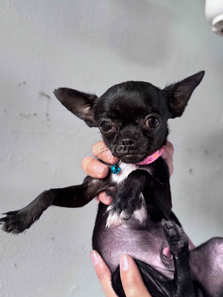 Chó Chihuahua Đực Đen Gần 1 tuổi. Mua bán Chó tại Thành phố Vĩnh Long Vĩnh Long được đăng bởi Huy Lan hình 1
