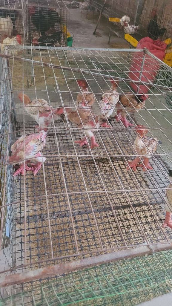 Gà Đông Tảo mái thả vườn đủ vắc xin. Mua bán Gà tại Thành phố Thuận An Bình Dương được đăng bởi Hảo hình 1