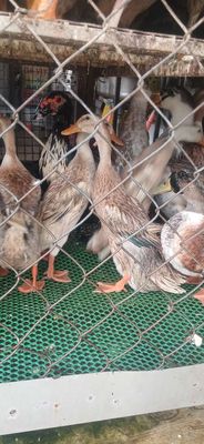 Đủ các loại gia súc có làm sẵn. Mua bán Đồ ăn, thực phẩm và các loại khác tại Thành phố Dĩ An Bình Dương được đăng bởi phan khắc dũng