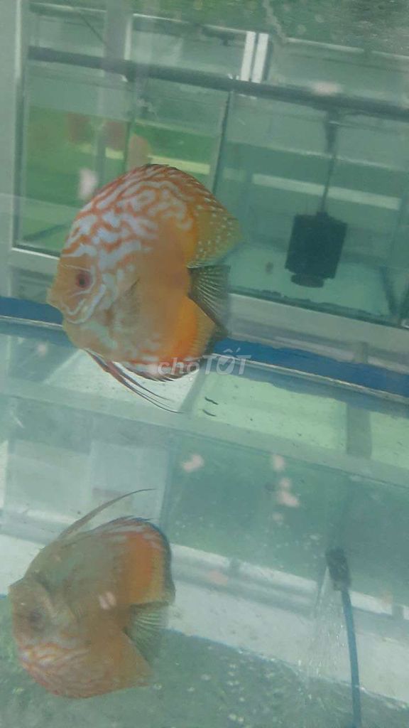 Cá dĩa bồ câu Panda HB (1 con, trong hình). Mua bán Thú cưng khác tại Quận 12 Tp Hồ Chí Minh được đăng bởi N Trường hình 2