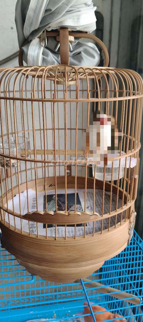 Lồng chim tre . Mua bán Chim tại Quận 8 Tp Hồ Chí Minh được đăng bởi anh hình 1